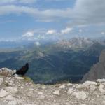 Il corvo della vetta